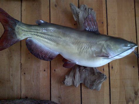 channel catfish reproduction.